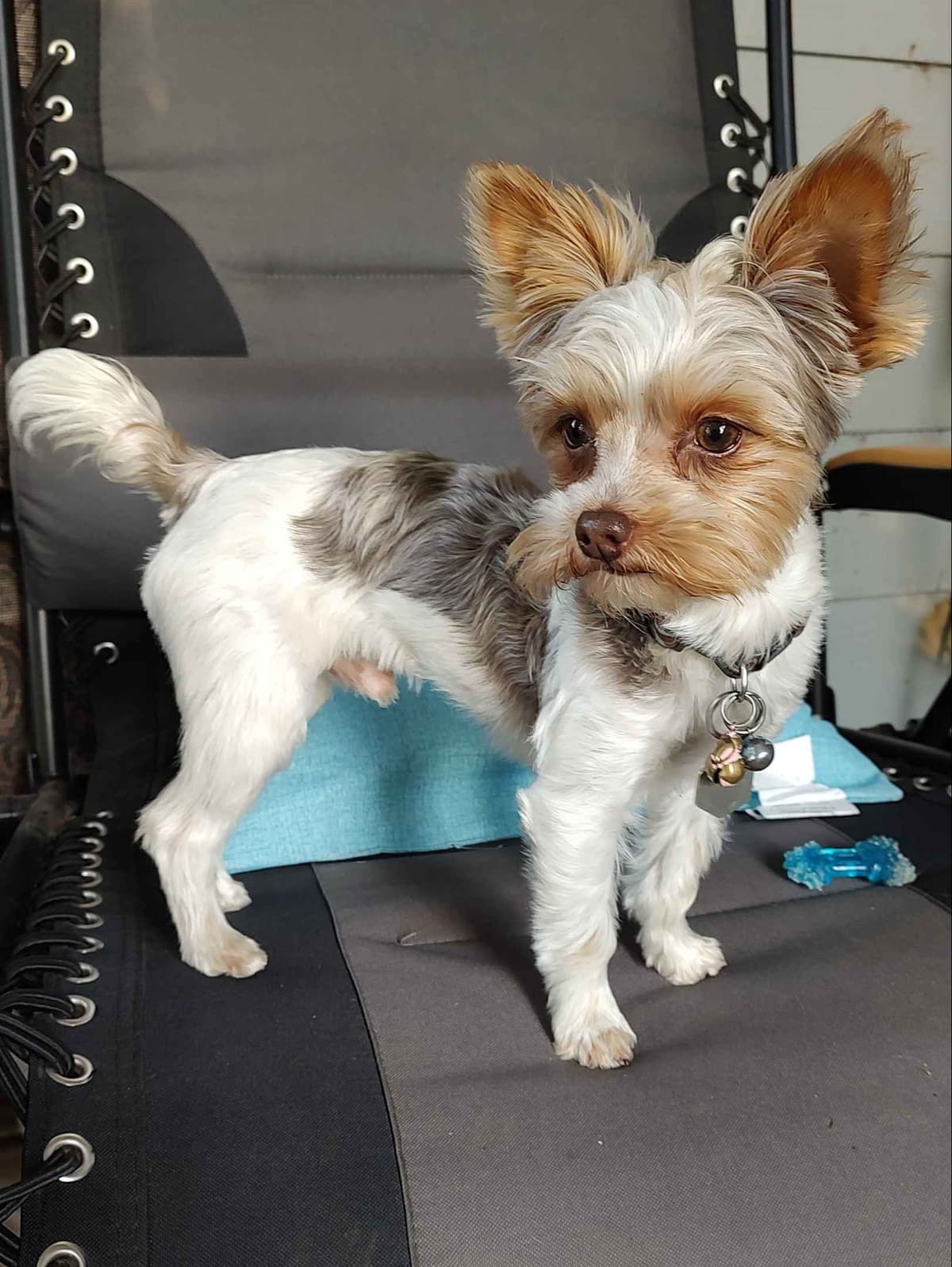 Yorkshire Terrier Puppies breeder image 3