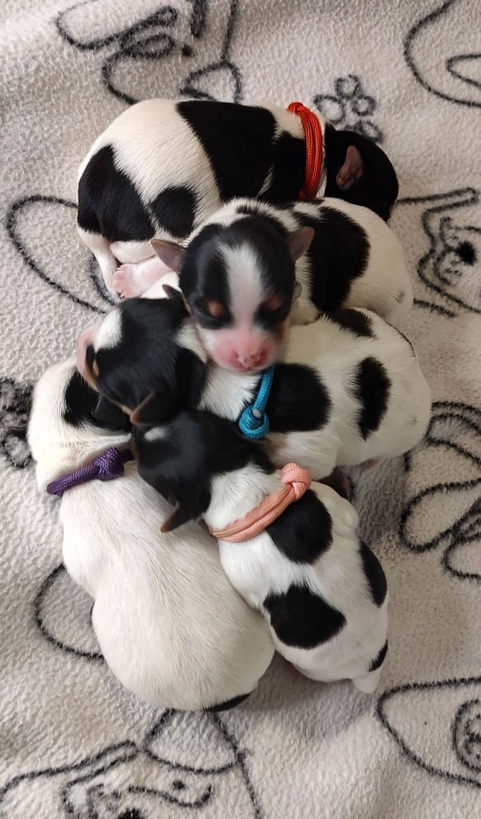 Yorkshire Terrier Puppies breeder image 1