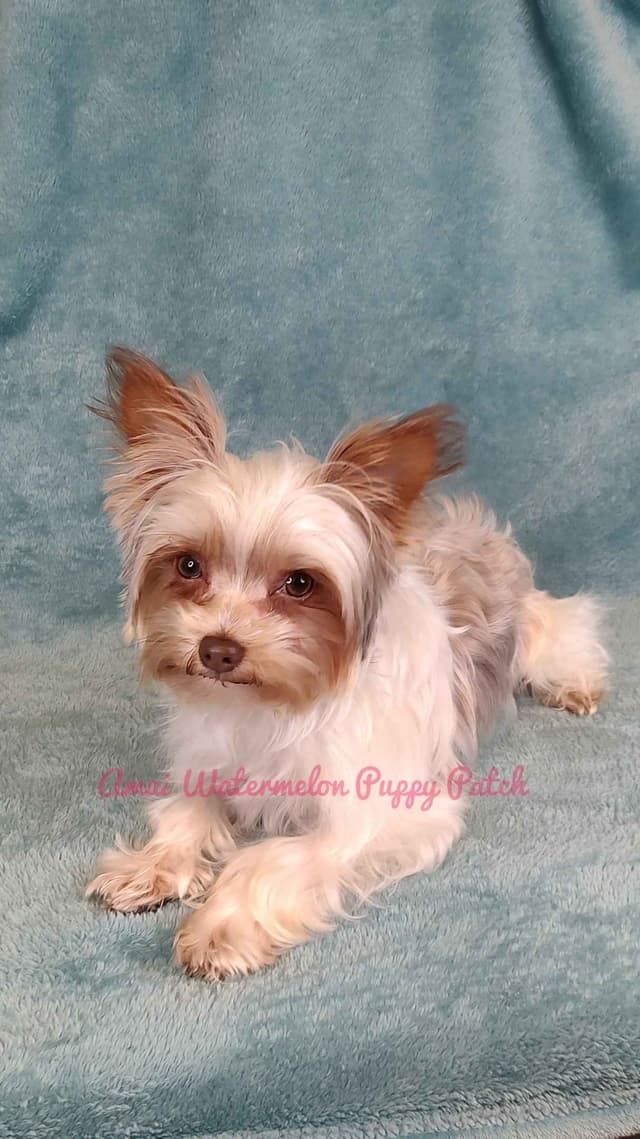 Yorkshire Terrier Puppies media 8