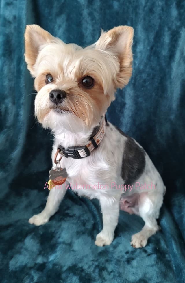 Yorkshire Terrier Puppies media 7