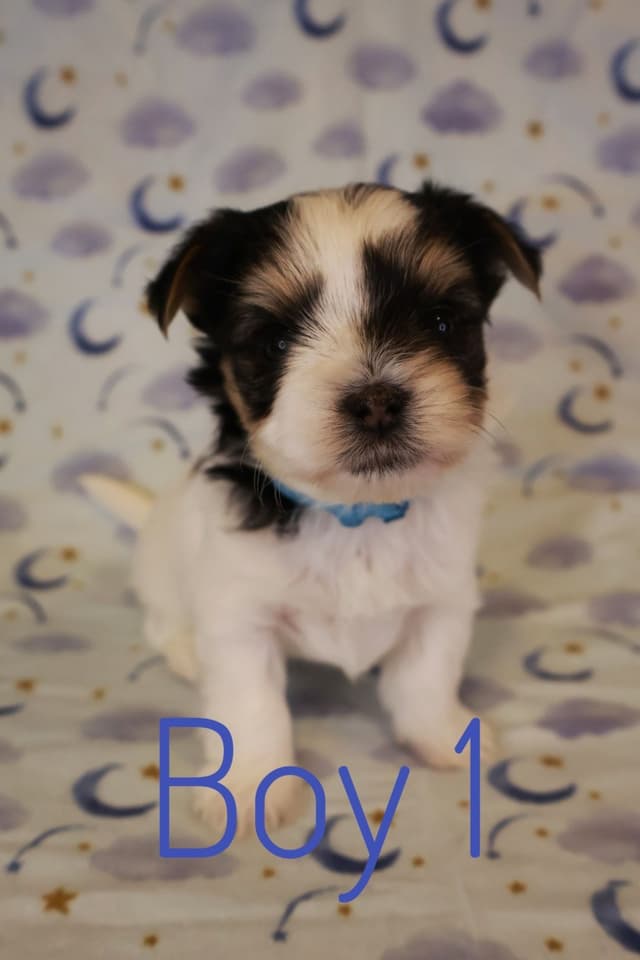 Yorkshire Terrier Puppies media 3