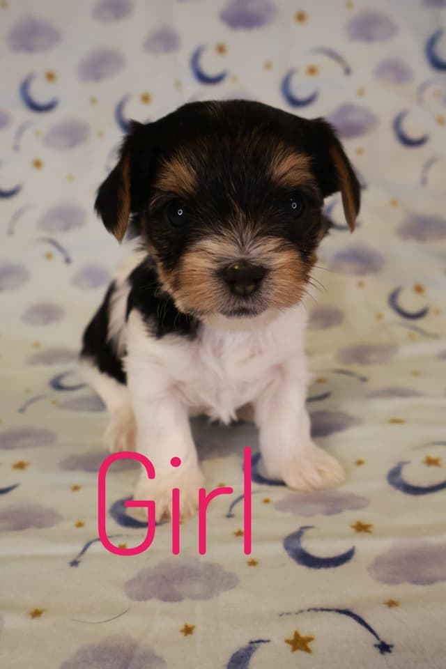 Yorkshire Terrier Puppies media 2