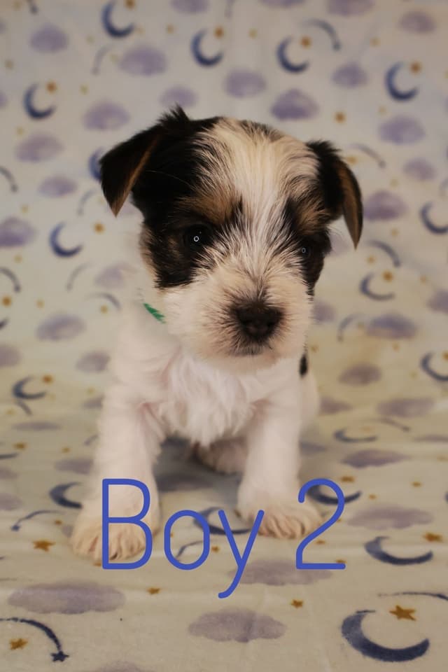Yorkshire Terrier Puppies media 4