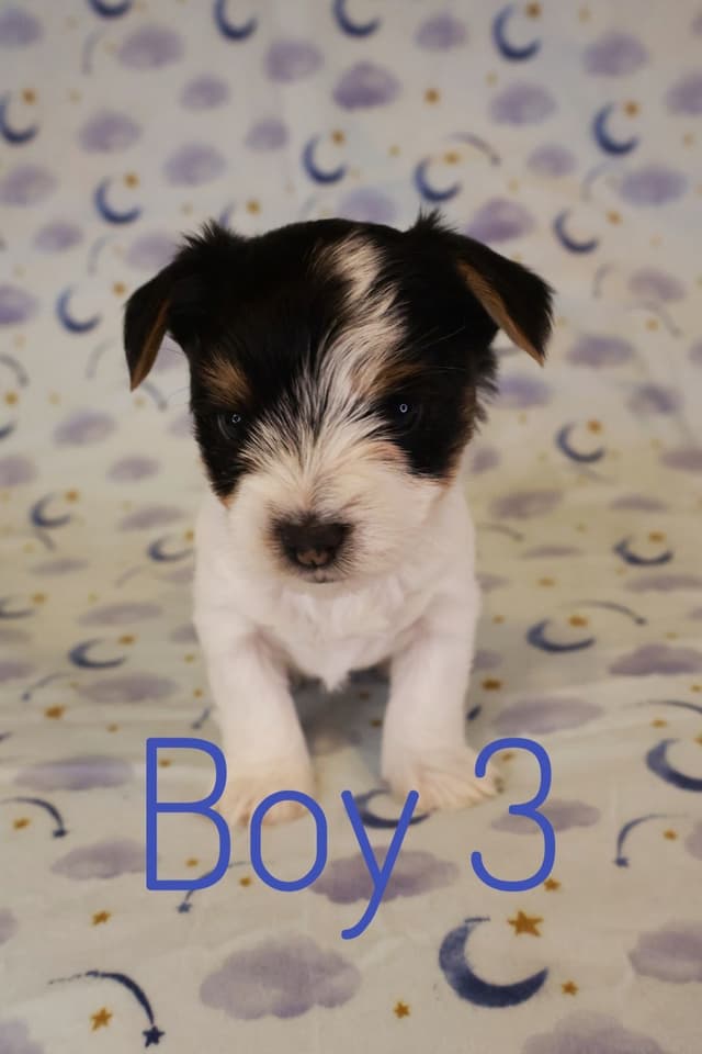 Yorkshire Terrier Puppies media 5
