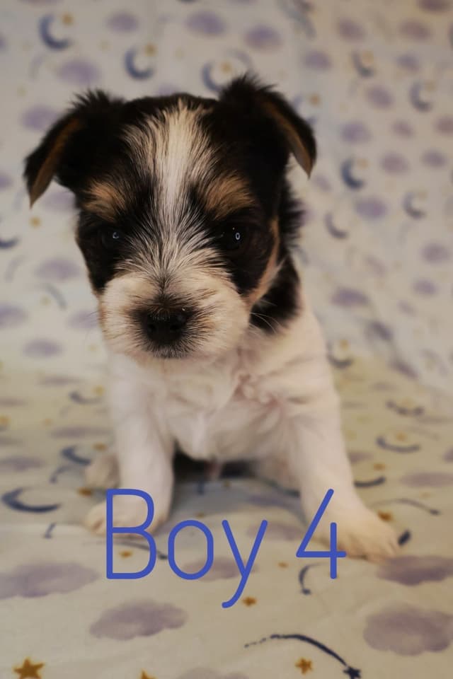 Yorkshire Terrier Puppies media 6