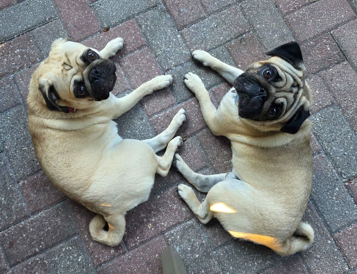 Shavitsky's Perfect Pugs breeder image 1