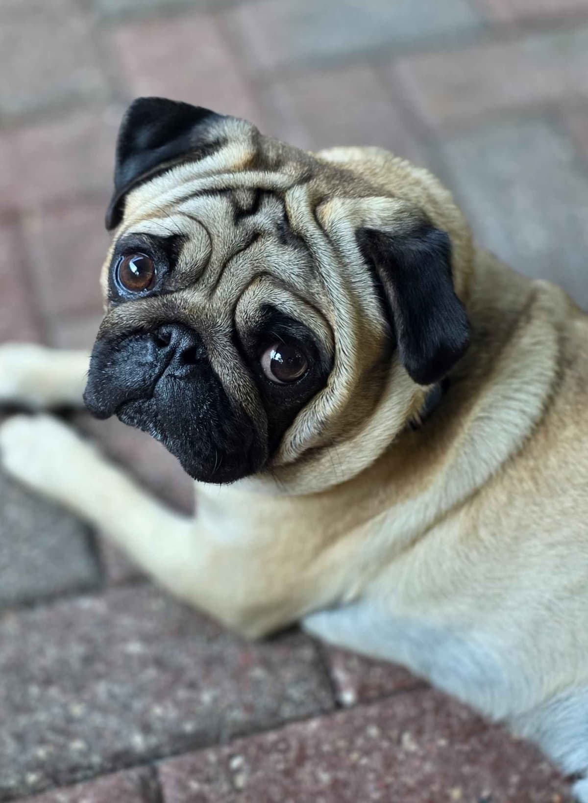 Shavitsky's Perfect Pugs breeder image 4