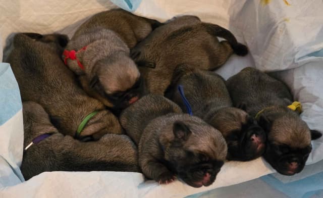Shavitsky's Perfect Pugs media 2