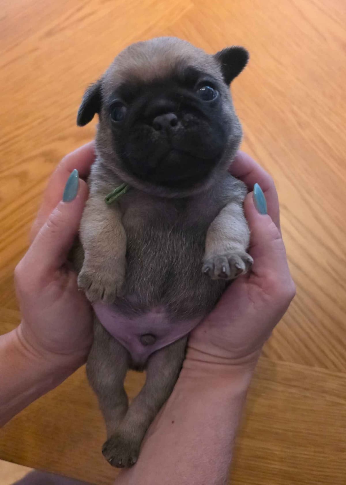 Shavitsky's Perfect Pugs breeder image 16
