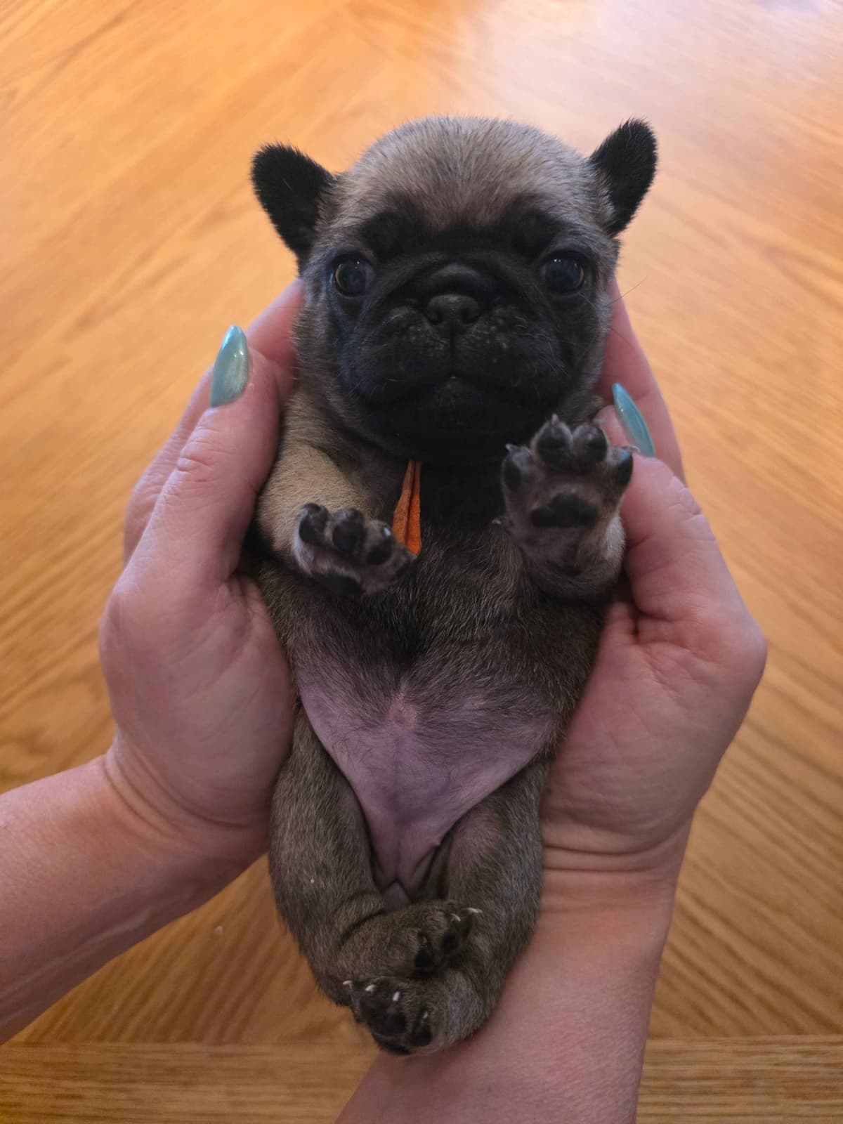 Shavitsky's Perfect Pugs breeder image 14