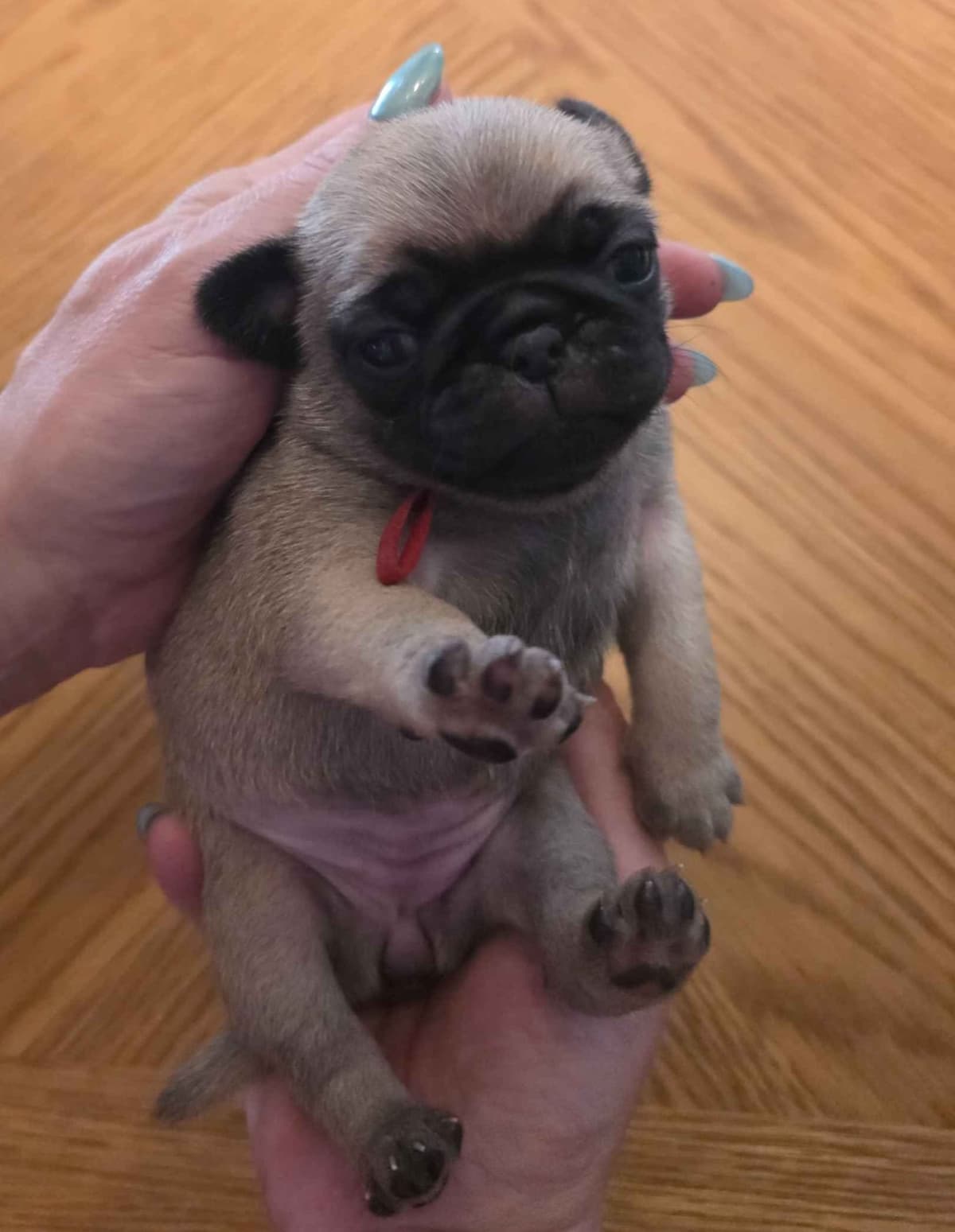 Shavitsky's Perfect Pugs breeder image 17