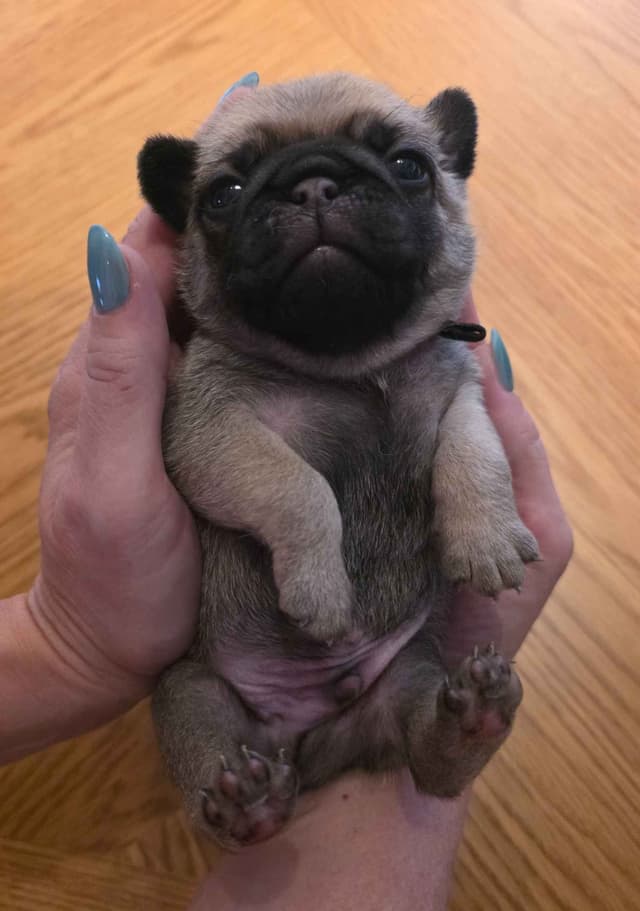 Shavitsky's Perfect Pugs media 3
