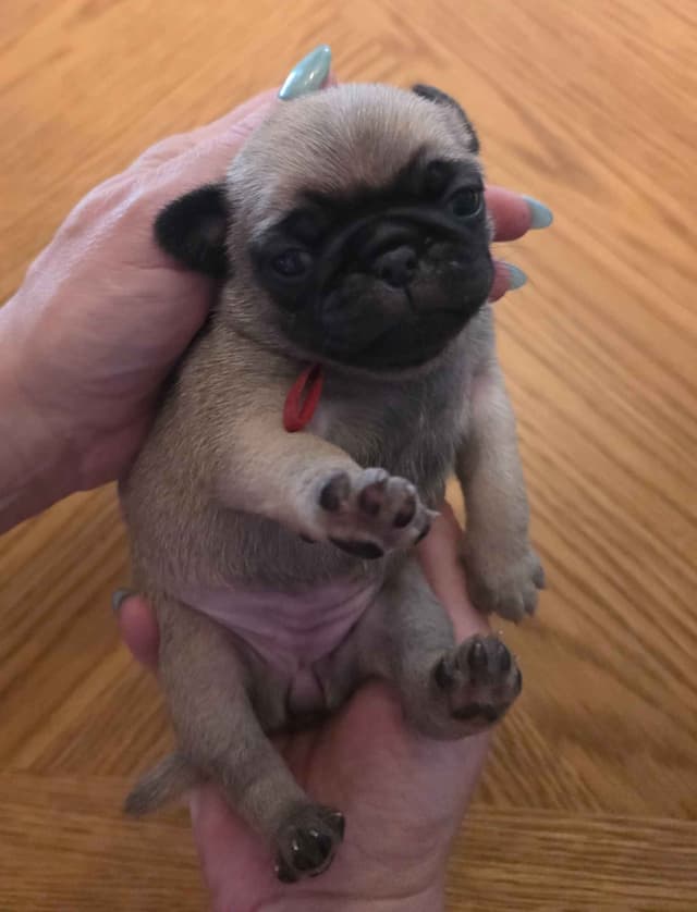 Shavitsky's Perfect Pugs media 5