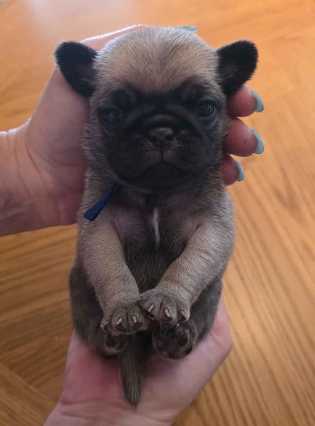 Shavitsky's Perfect Pugs media 6