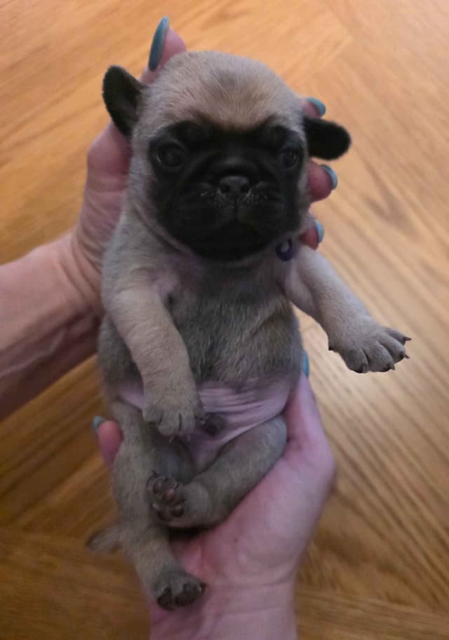 Shavitsky's Perfect Pugs media 7