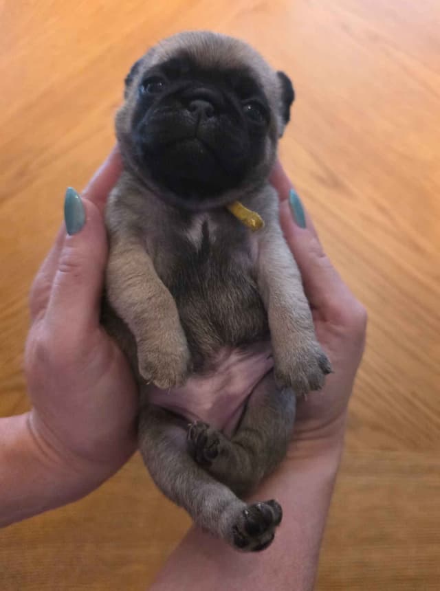Shavitsky's Perfect Pugs media 8