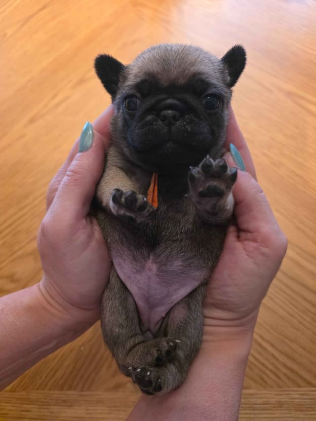 Shavitsky's Perfect Pugs media 9