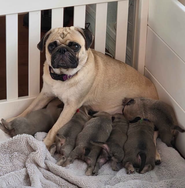 Shavitsky's Perfect Pugs media 10