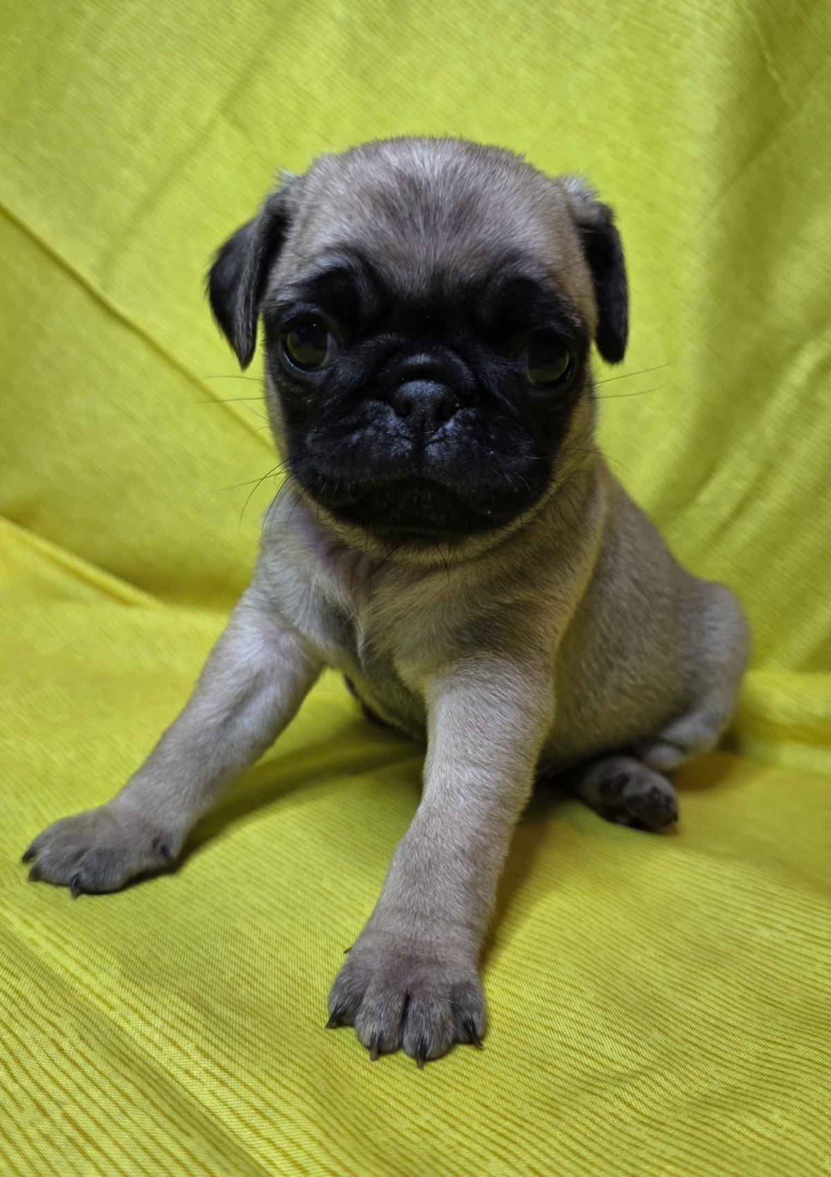 Shavitsky's Perfect Pugs breeder image 9