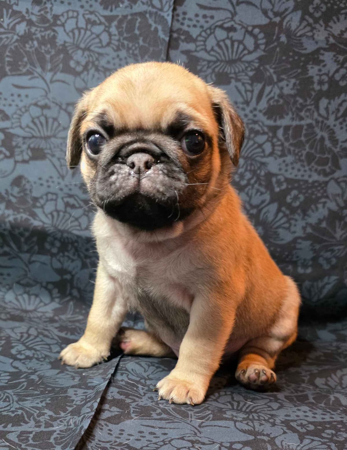 Shavitsky's Perfect Pugs breeder image 5