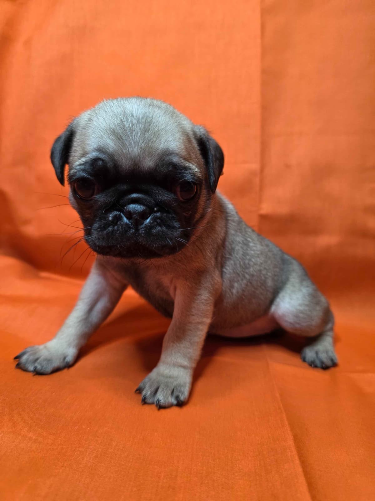 Shavitsky's Perfect Pugs breeder image 10