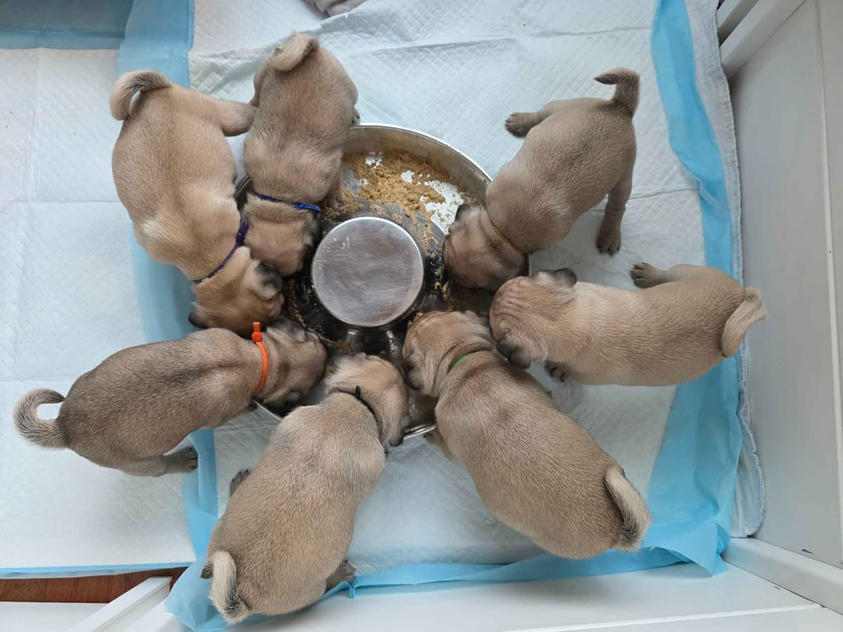 Shavitsky's Perfect Pugs breeder image 7