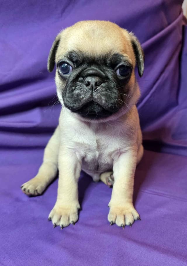 Shavitsky's Perfect Pugs media 12
