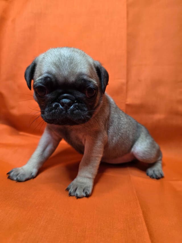 Shavitsky's Perfect Pugs media 15