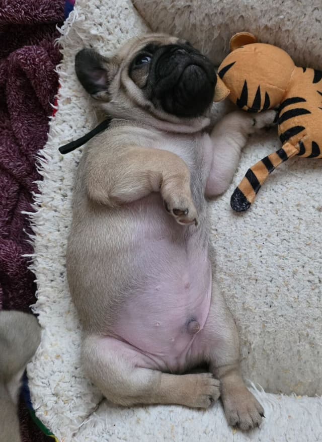 Shavitsky's Perfect Pugs media 16