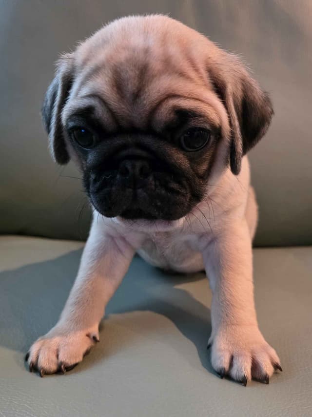 Shavitsky's Perfect Pugs media 17