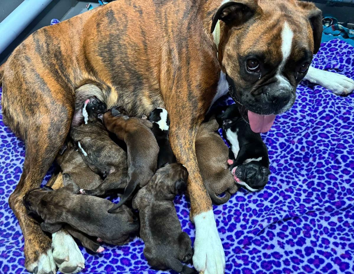 Gorgeous European Boxer Puppies breeder image 1