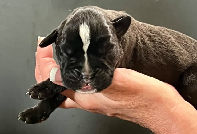 Gorgeous European Boxer Puppies media 2