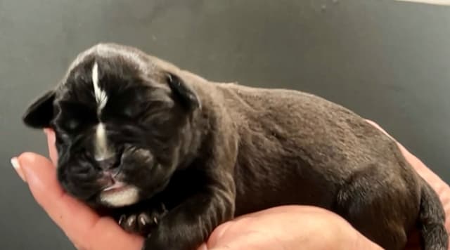 Gorgeous European Boxer Puppies media 3
