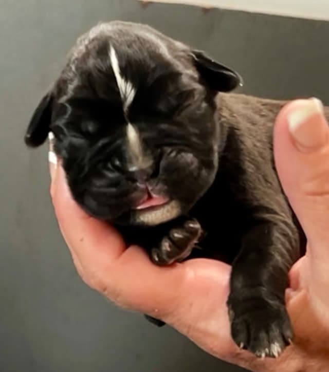 Gorgeous European Boxer Puppies media 4