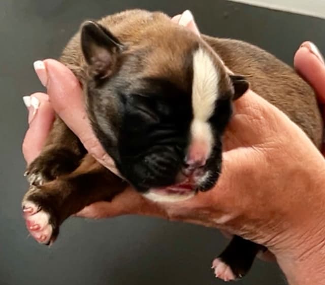 Gorgeous European Boxer Puppies media 5