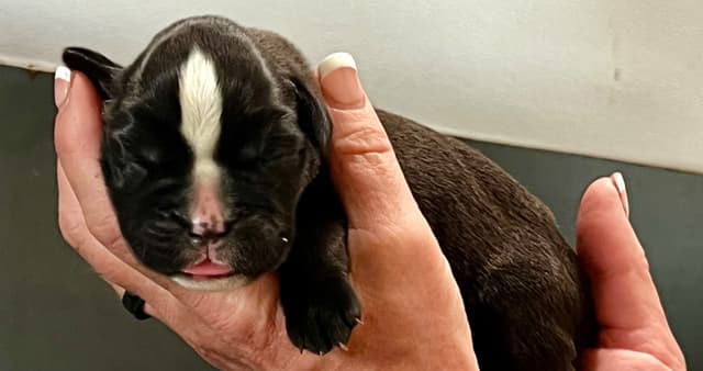 Gorgeous European Boxer Puppies media 6