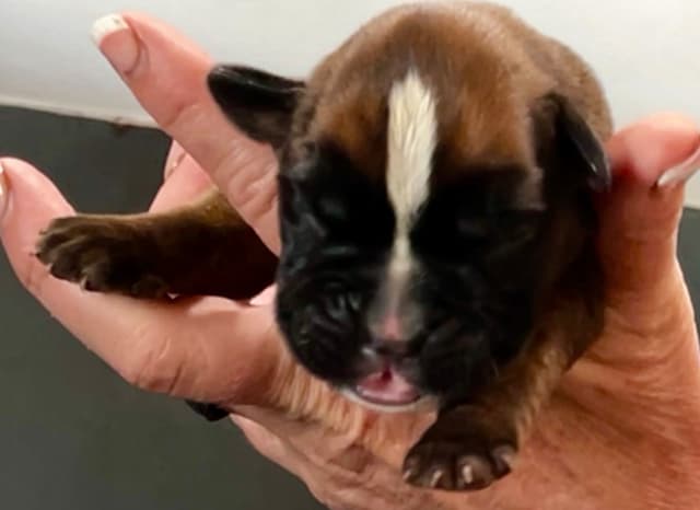 Gorgeous European Boxer Puppies media 7
