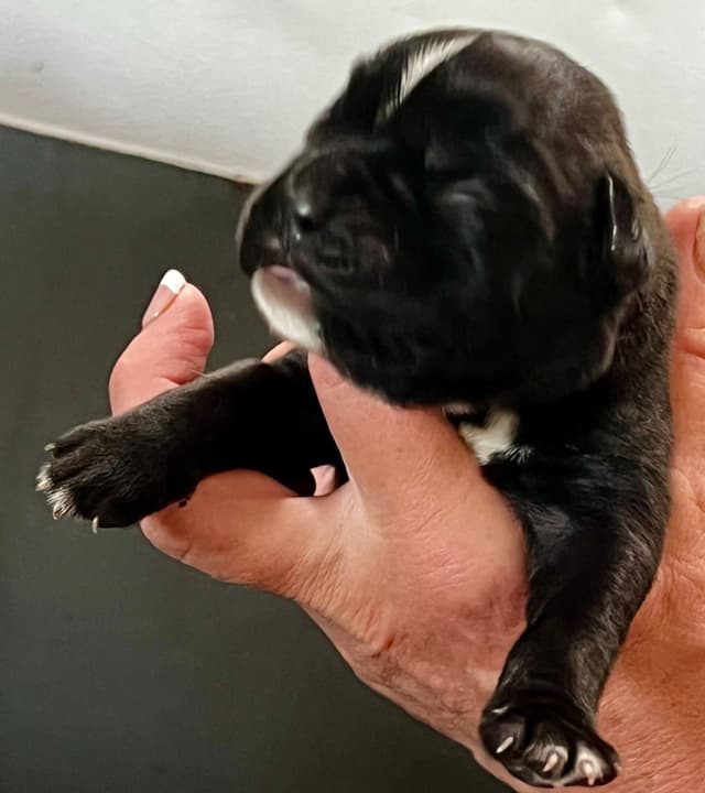 Gorgeous European Boxer Puppies media 8