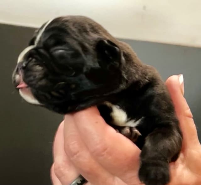 Gorgeous European Boxer Puppies media 9