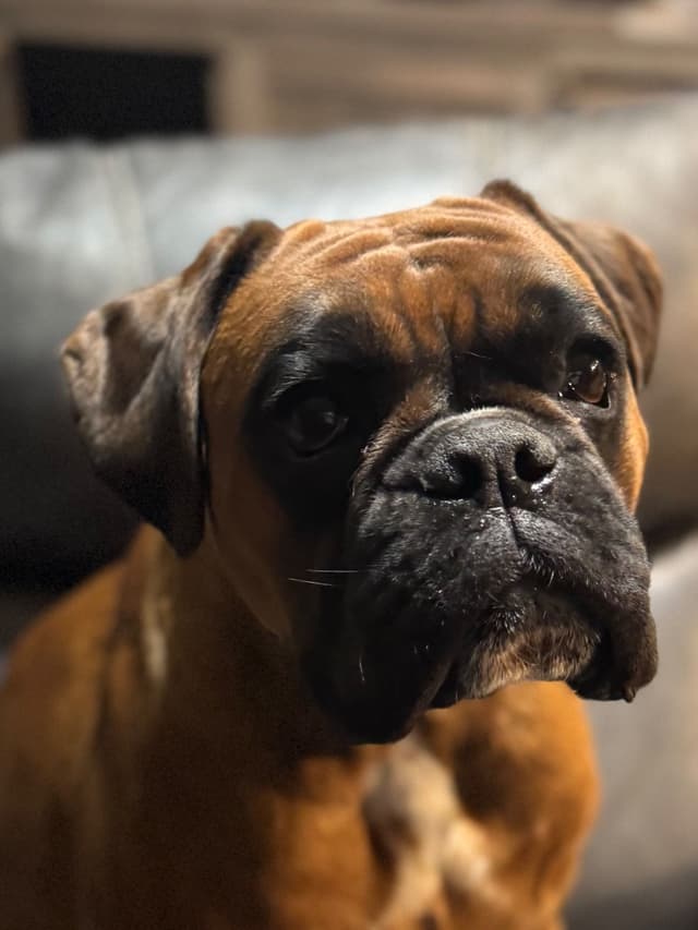 Gorgeous European Boxer Puppies media 11
