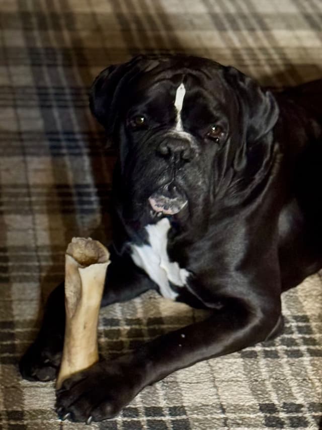 Gorgeous European Boxer Puppies media 12