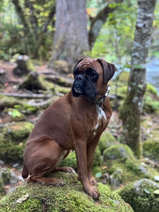Gorgeous European Boxer Puppies media 14