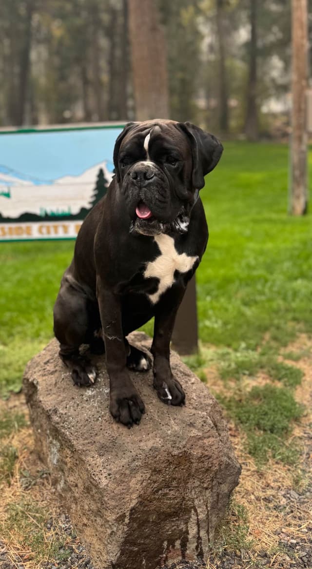 Gorgeous European Boxer Puppies media 13