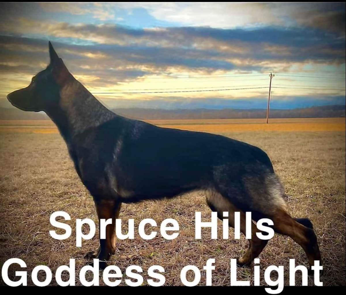 1 yr German Shepherd Dog breeder image 1