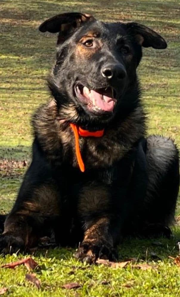 1 yr  German Shepherd Dog media 2