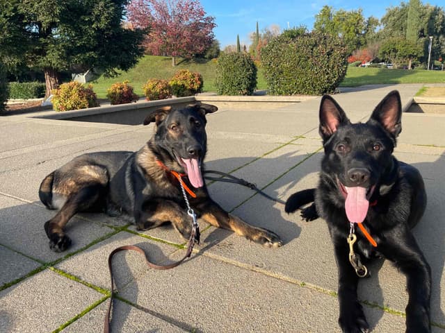 1 yr  German Shepherd Dog media 3
