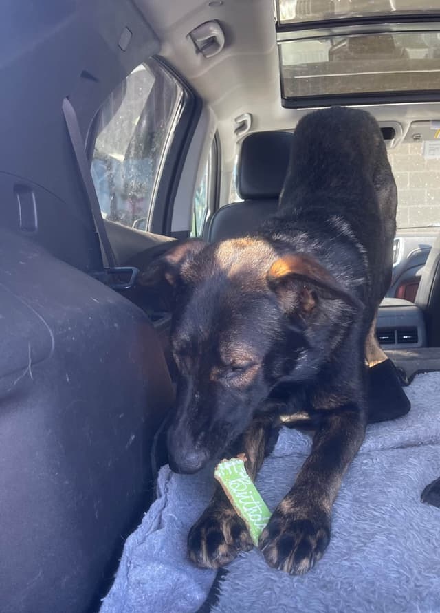 1 yr  German Shepherd Dog media 4