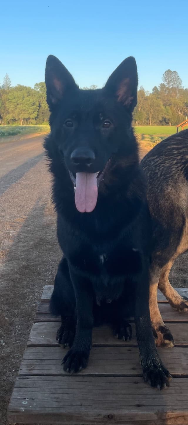 1 yr  German Shepherd Dog media 5