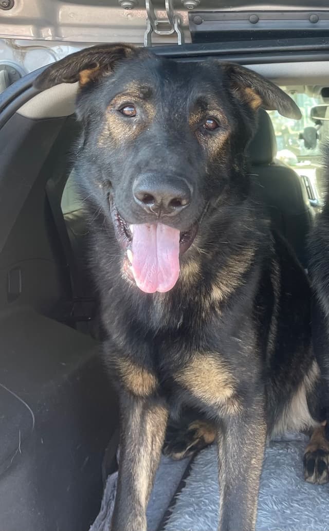 1 yr  German Shepherd Dog media 7