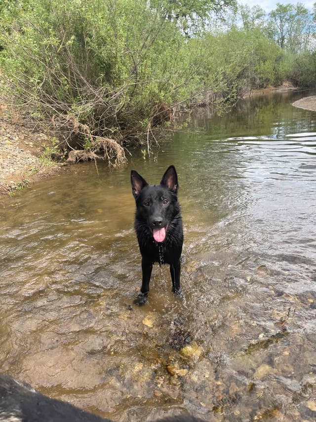 1 yr  German Shepherd Dog media 10
